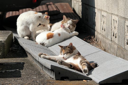 街のねこたち