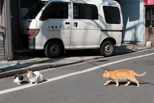 街のねこたち