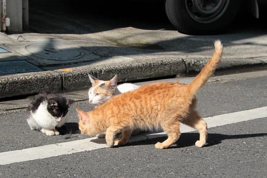 街のねこたち