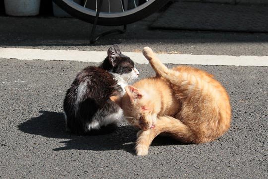 街のねこたち