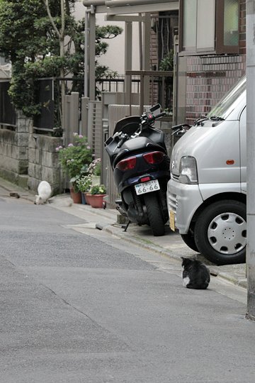 街のねこたち