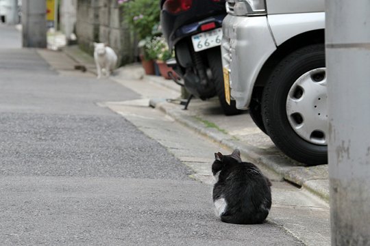 街のねこたち