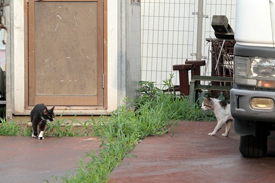 街のねこたち