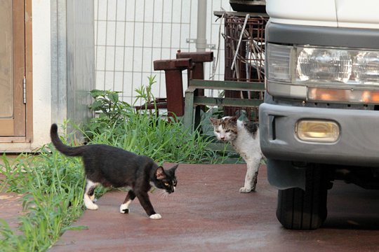 街のねこたち