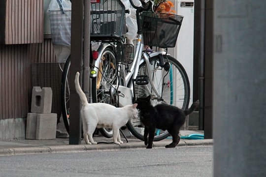 街のねこたち