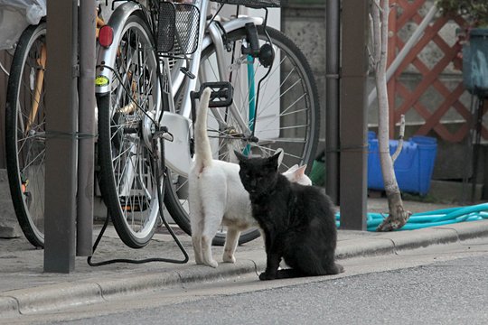 街のねこたち
