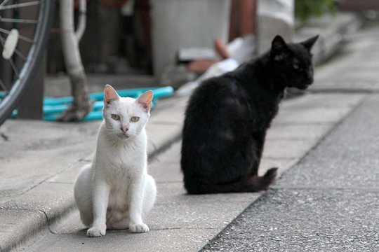 街のねこたち