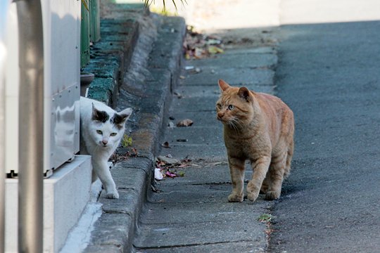 街のねこたち