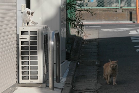 街のねこたち