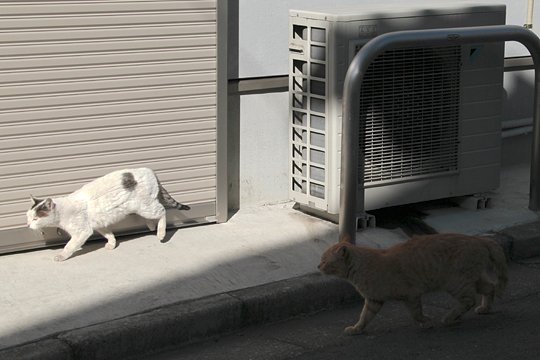 街のねこたち