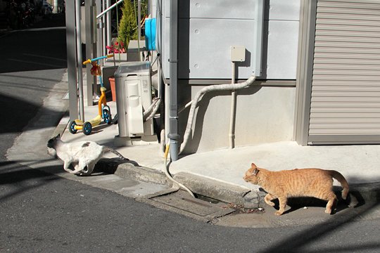 街のねこたち
