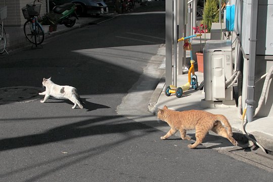 街のねこたち