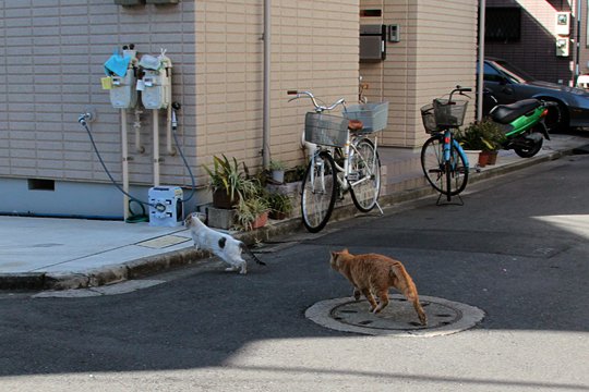 街のねこたち