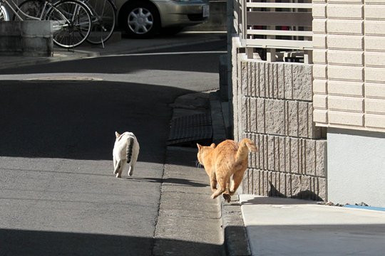 街のねこたち