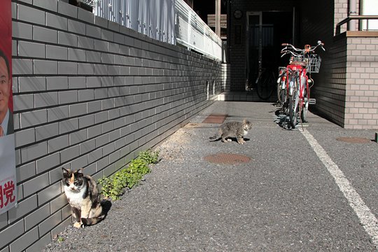 街のねこたち