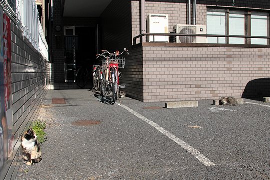 街のねこたち