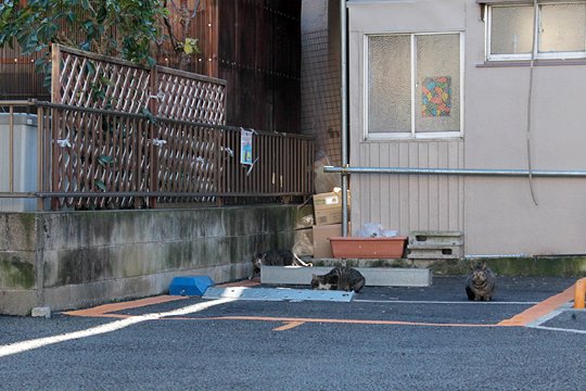 街のねこたち