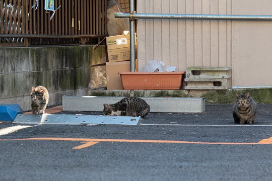 街のねこたち