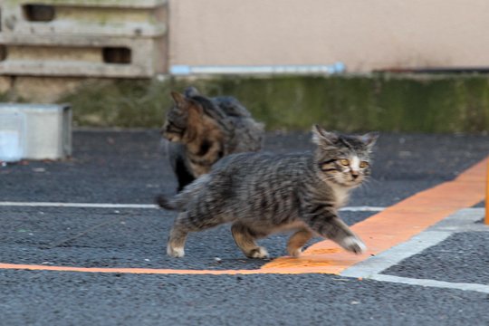 街のねこたち