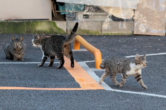 街のねこたち