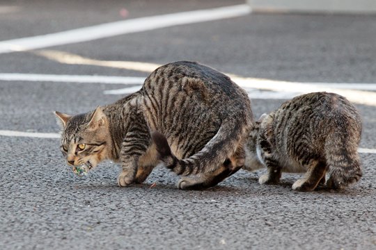 街のねこたち