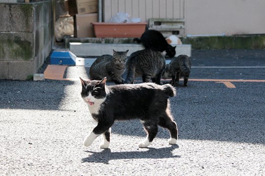 街のねこたち