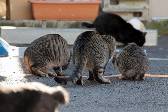 街のねこたち