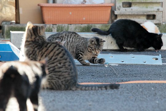 街のねこたち