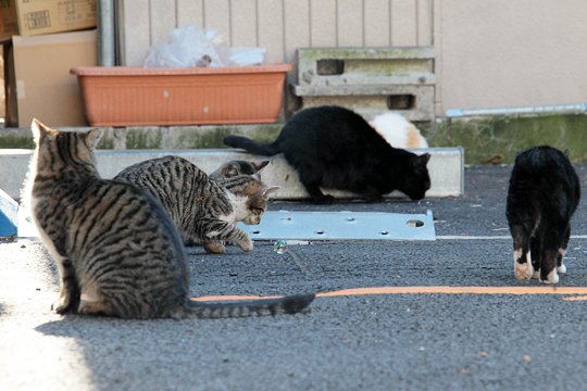 街のねこたち