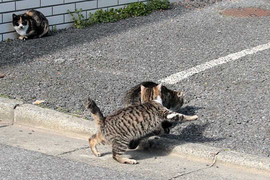 街のねこたち