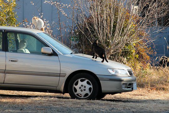街のねこたち
