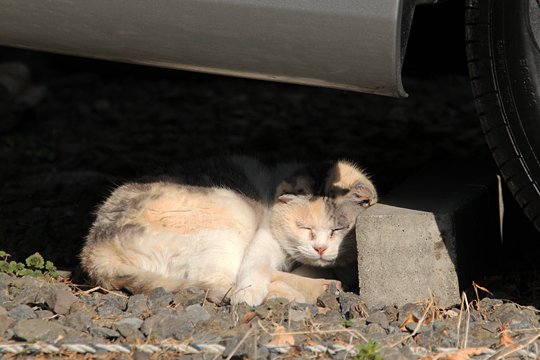 街のねこたち