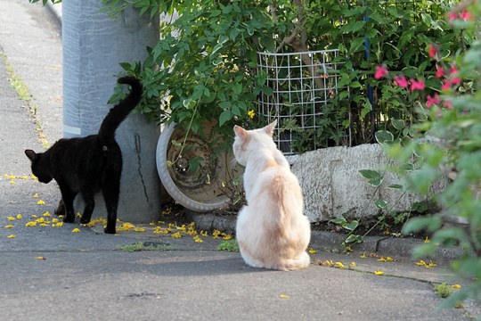 街のねこたち