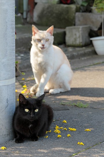 街のねこたち