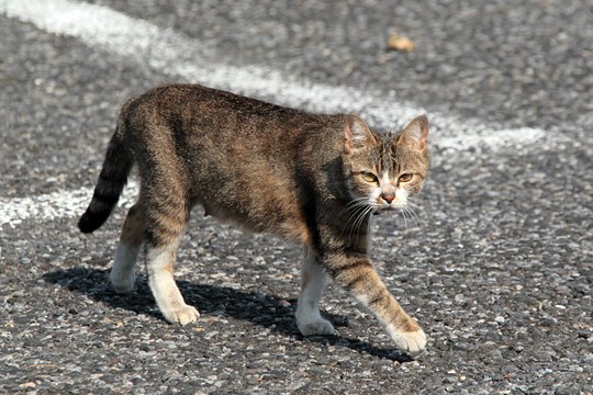 街のねこたち