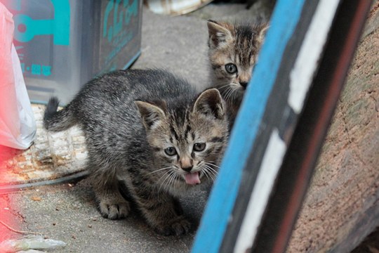 街のねこたち