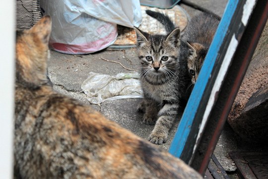 街のねこたち