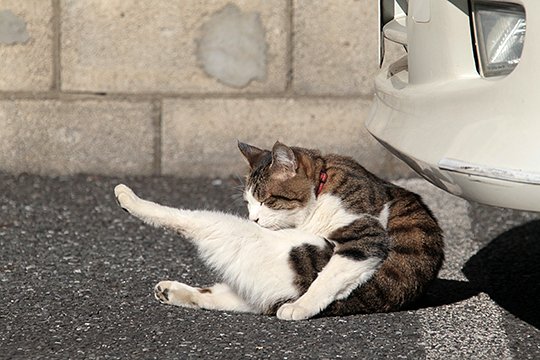 街のねこたち
