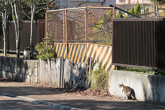 街のねこたち