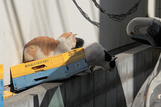 街のねこたち