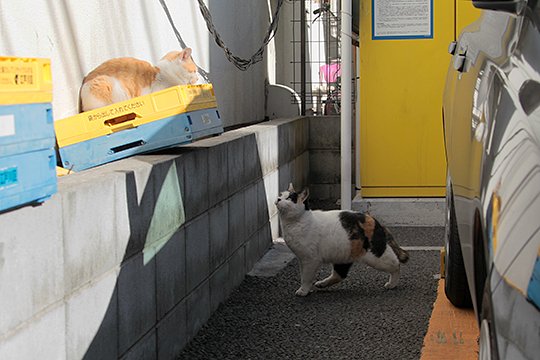 街のねこたち