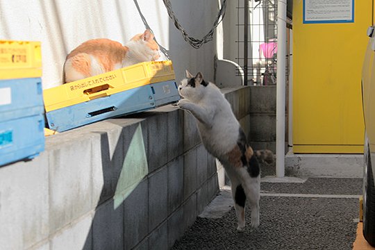 街のねこたち