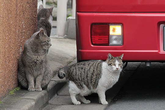 街のねこたち