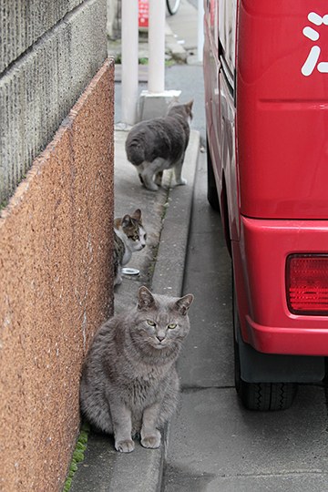 街のねこたち
