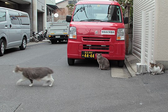 街のねこたち