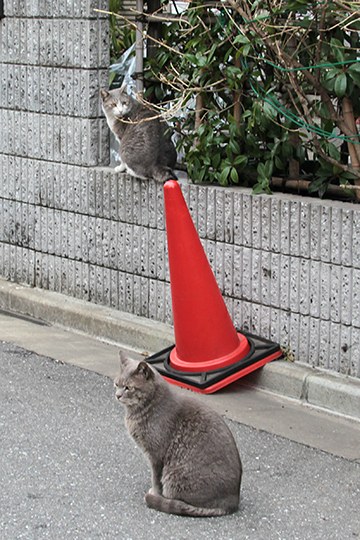 街のねこたち