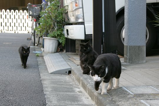 街のねこたち