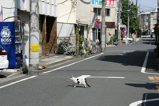 街のねこたち