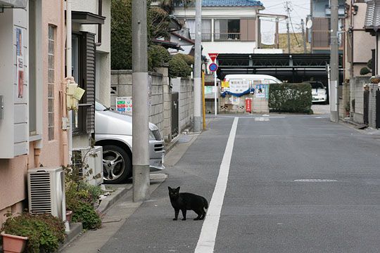 街のねこたち