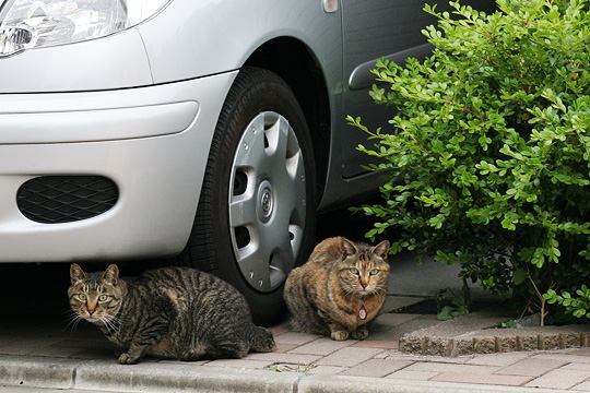 街のねこたち